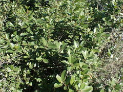 Sideroxylon inerme inerme