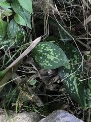 Stenorrhynchos albidomaculatum