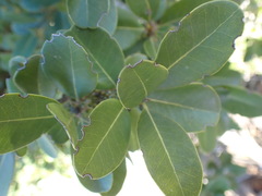 Sideroxylon inerme inerme