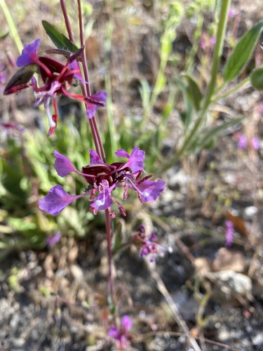 iNaturalist observation photo of Elegant Clarkia