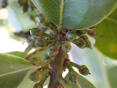 Sideroxylon inerme inerme