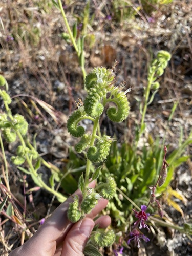 iNaturalist observation photo of Mountain Phacelia