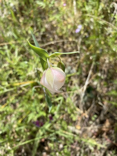 iNaturalist observation photo of White Globe Lily