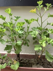 Pelargonium × domesticum