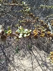 Hippophae rhamnoides
