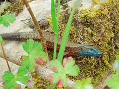 Algyroides nigropunctatus