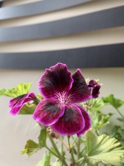 Pelargonium × domesticum