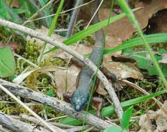 Algyroides nigropunctatus