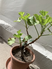 Pelargonium × domesticum