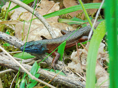 Algyroides nigropunctatus