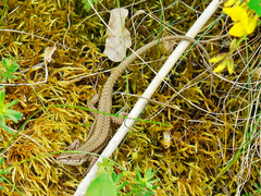 Podarcis muralis