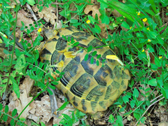 Testudo hermanni