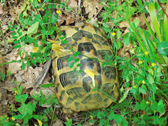 Testudo hermanni