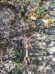 Hippophae rhamnoides
