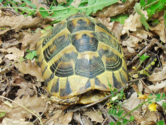 Testudo hermanni