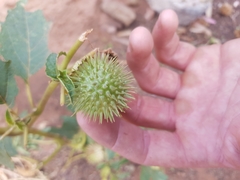 Datura leichhardtii