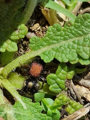 Physetopoda punctata