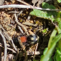 Physetopoda punctata