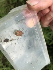 Euschistus ictericus