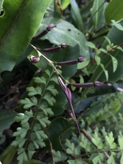 Pleurothallis phalangifera