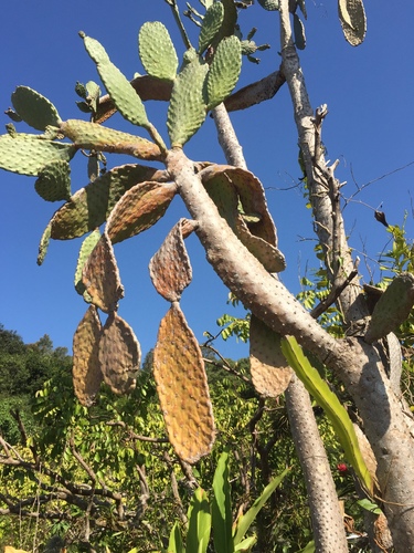 Consolea rubescens