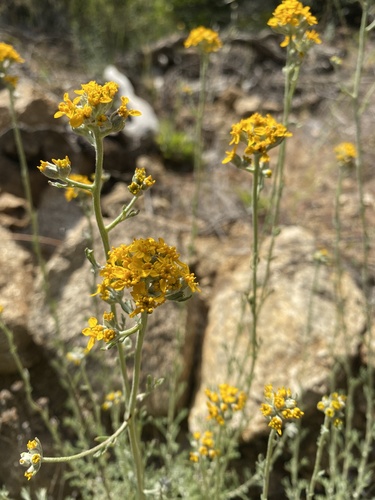 iNaturalist observation photo of Golden Yarrow
