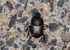 Onthophagus nuchicornis