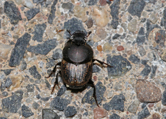 Onthophagus nuchicornis