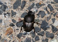 Onthophagus nuchicornis