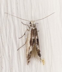 Blastodacna