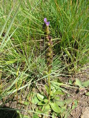 Strobilopsis wrightii