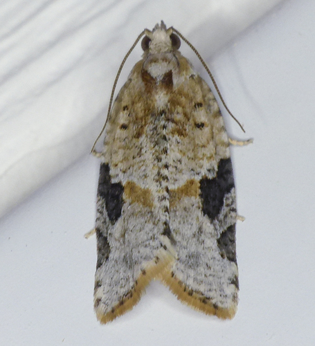 Gray-banded Leafroller Moth photo 5