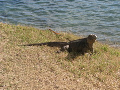 Cyclura nubila