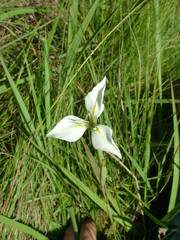 Moraea albicuspa
