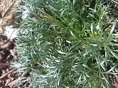 Artemisia campestris