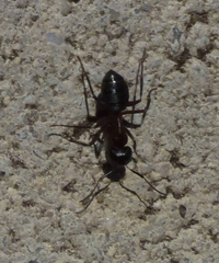 Camponotus herculeanus