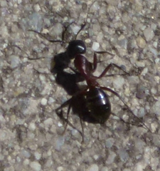 Camponotus herculeanus