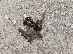 Camponotus herculeanus