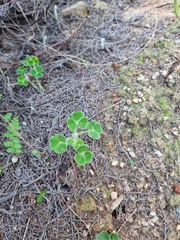 Oxalis lanata