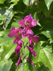 Gladiolus