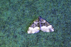 Euphyia unangulata