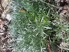 Artemisia campestris