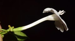 Ruellia foetida