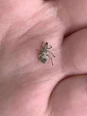 Sciaphobus squalidus