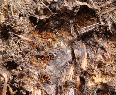 Wasmannia auropunctata