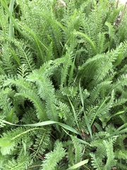 Achillea millefolium