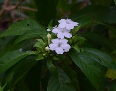 Ruellia foetida
