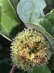 Smilax tomentosa