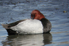 Aythya ferina