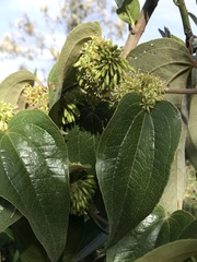Smilax tomentosa